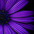 Anant_Singh