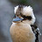 birdup