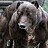 Mastiff37