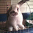 OhManAFatRabbit