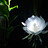 Vinh_Hoang